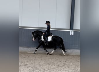 Galés-A, Caballo castrado, 6 años, 124 cm, Negro