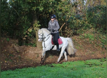 Galés-A, Caballo castrado, 6 años, 124 cm, Tordo