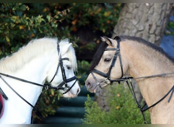 Galés-A, Caballo castrado, 6 años, 124 cm, Tordo