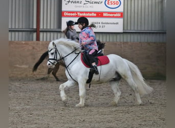 Galés-A, Caballo castrado, 6 años, 124 cm, Tordo