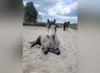 Galés-A Mestizo, Caballo castrado, 6 años, 125 cm, Tordo