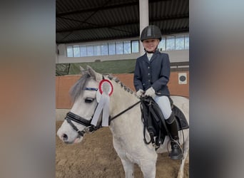 Galés-A, Caballo castrado, 7 años, 112 cm, Tordo