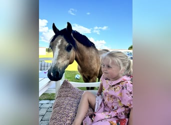 Galés-A, Caballo castrado, 7 años, 114 cm, Buckskin/Bayo