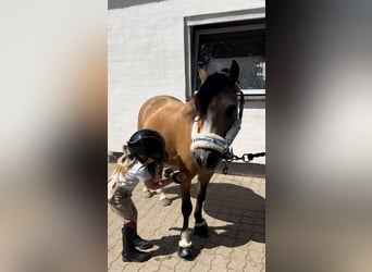 Galés-A, Caballo castrado, 7 años, 114 cm, Buckskin/Bayo