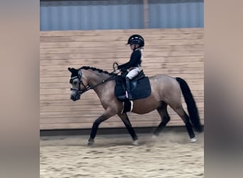 Galés-A, Caballo castrado, 7 años, 114 cm, Buckskin/Bayo