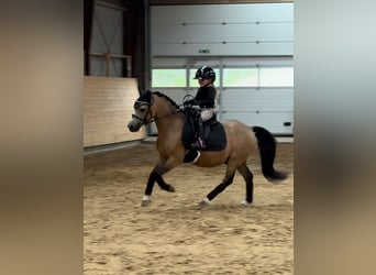 Galés-A, Caballo castrado, 7 años, 114 cm, Buckskin/Bayo