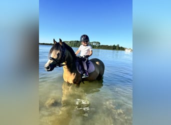 Galés-A, Caballo castrado, 7 años, 114 cm, Buckskin/Bayo