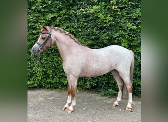 Galés-A, Caballo castrado, 7 años, 115 cm, Ruano alazán