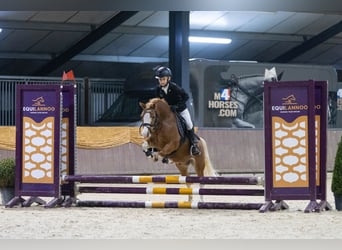 Galés-A, Caballo castrado, 7 años, 117 cm, Alazán