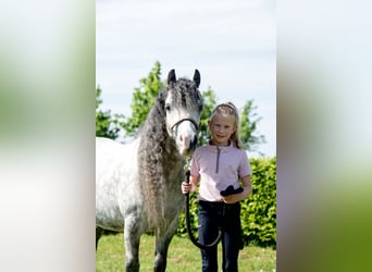 Galés-A, Caballo castrado, 7 años, 117 cm, Tordo
