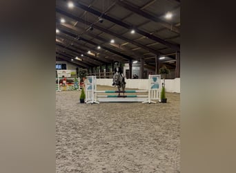 Galés-A, Caballo castrado, 7 años, 117 cm, Tordo