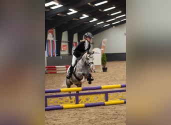 Galés-A, Caballo castrado, 7 años, 117 cm, Tordo