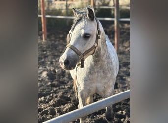 Galés-A, Caballo castrado, 7 años, 117 cm, Tordo