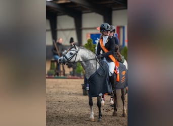 Galés-A, Caballo castrado, 7 años, 117 cm, Tordo