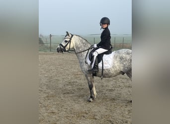 Galés-A, Caballo castrado, 7 años, 117 cm, Tordo