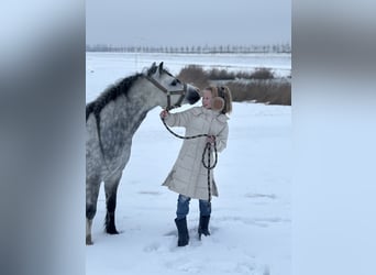 Galés-A, Caballo castrado, 7 años, 117 cm, Tordo
