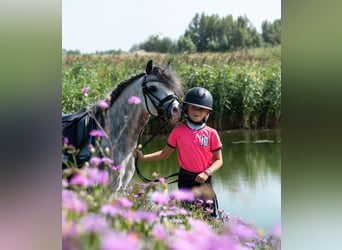 Galés-A, Caballo castrado, 7 años, 117 cm, Tordo