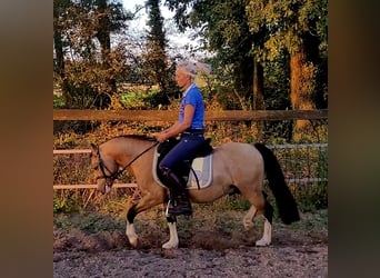 Galés-A, Caballo castrado, 7 años, 119 cm, Buckskin/Bayo