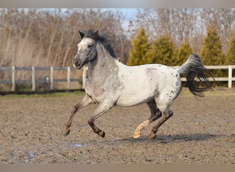 Galés-A, Caballo castrado, 7 años, 120 cm, Atigrado/Moteado