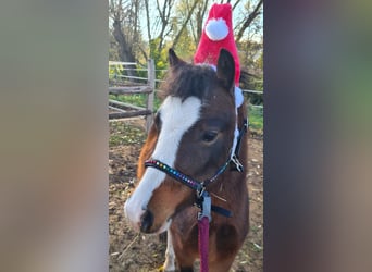 Galés-A, Caballo castrado, 7 años, 120 cm, Castaño