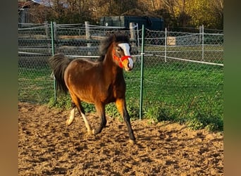 Galés-A, Caballo castrado, 7 años, 120 cm, Castaño