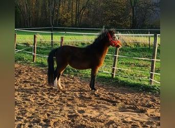 Galés-A, Caballo castrado, 7 años, 120 cm, Castaño