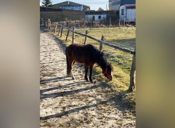 Galés-A, Caballo castrado, 7 años, 120 cm, Castaño