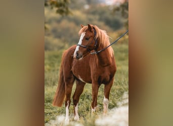 Galés-A, Caballo castrado, 7 años, 123 cm, Alazán