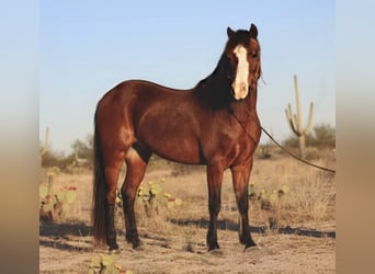 Galés-A, Caballo castrado, 7 años, 124 cm, Castaño rojizo