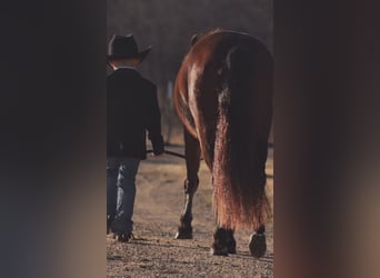 Galés-A, Caballo castrado, 7 años, 124 cm, Castaño rojizo