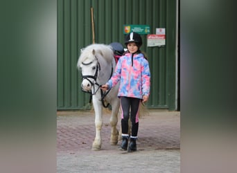 Galés-A, Caballo castrado, 7 años, 124 cm, Tordo