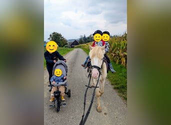 Galés-A, Caballo castrado, 7 años, 125 cm