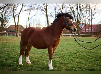 Galés-A, Caballo castrado, 7 años, 126 cm, Castaño