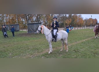Galés-A, Caballo castrado, 7 años, 128 cm, Tordo