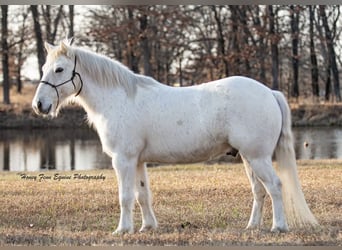 Galés-A, Caballo castrado, 7 años