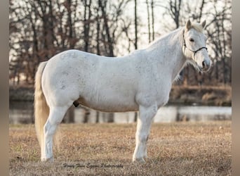 Galés-A, Caballo castrado, 7 años