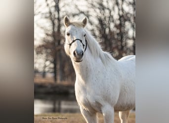 Galés-A, Caballo castrado, 7 años