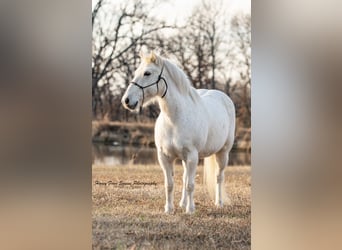 Galés-A, Caballo castrado, 7 años