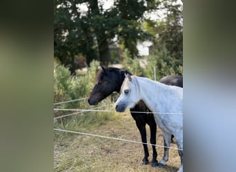 Galés-A, Caballo castrado, 7 años, White/Blanco