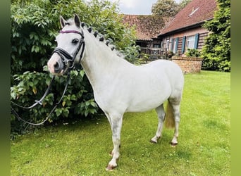 Galés-A, Caballo castrado, 8 años, 112 cm, Tordo