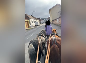 Galés-A Mestizo, Caballo castrado, 8 años, 115 cm, Alazán