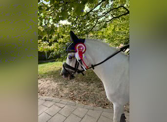 Galés-A, Caballo castrado, 8 años, 118 cm, Tordo