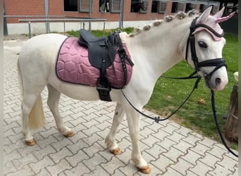Galés-A, Caballo castrado, 8 años, 118 cm, Tordo