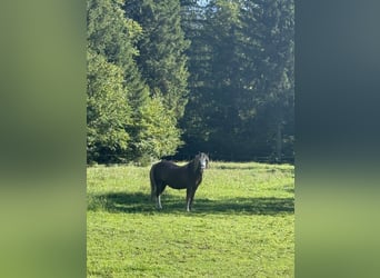 Galés-A, Caballo castrado, 8 años, 120 cm, Bayo