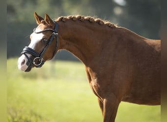 Galés-A, Caballo castrado, 8 años, 121 cm, Alazán