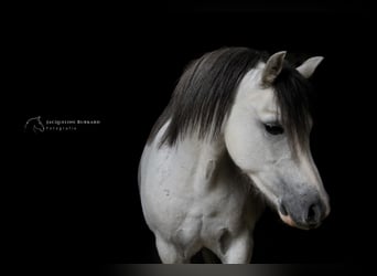 Galés-A, Caballo castrado, 8 años, 126 cm, Tordo