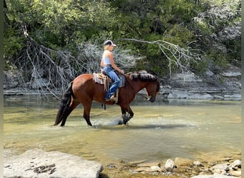 Galés-A Mestizo, Caballo castrado, 8 años, 137 cm, Castaño rojizo