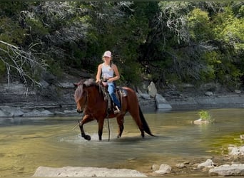Galés-A Mestizo, Caballo castrado, 8 años, 137 cm, Castaño rojizo