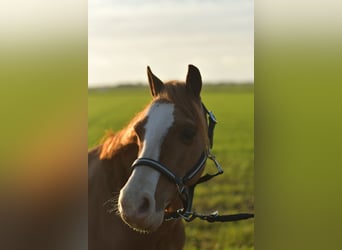 Galés-A, Caballo castrado, 9 años, 115 cm, Alazán rojizo
