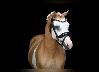 Galés-A, Caballo castrado, 9 años, 117 cm, Overo-todas las-capas